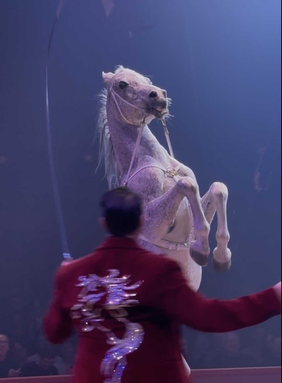 Mehr über den Artikel erfahren Protest gegen Pferdeshows des „Weltweihnachtscircus Stuttgart“